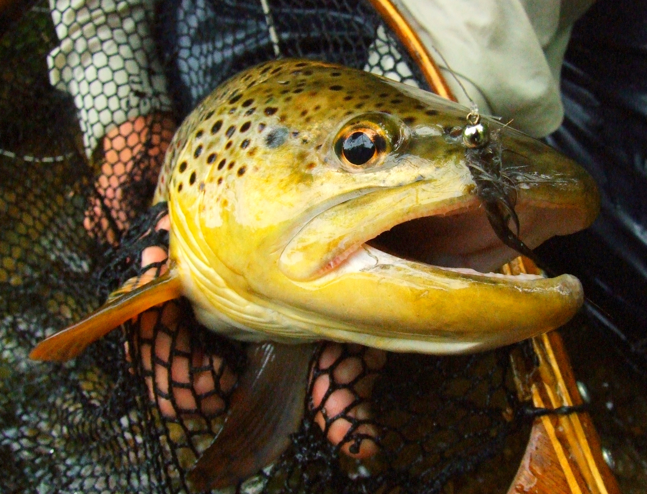 Ausable Ugly - #8 - Image 2
