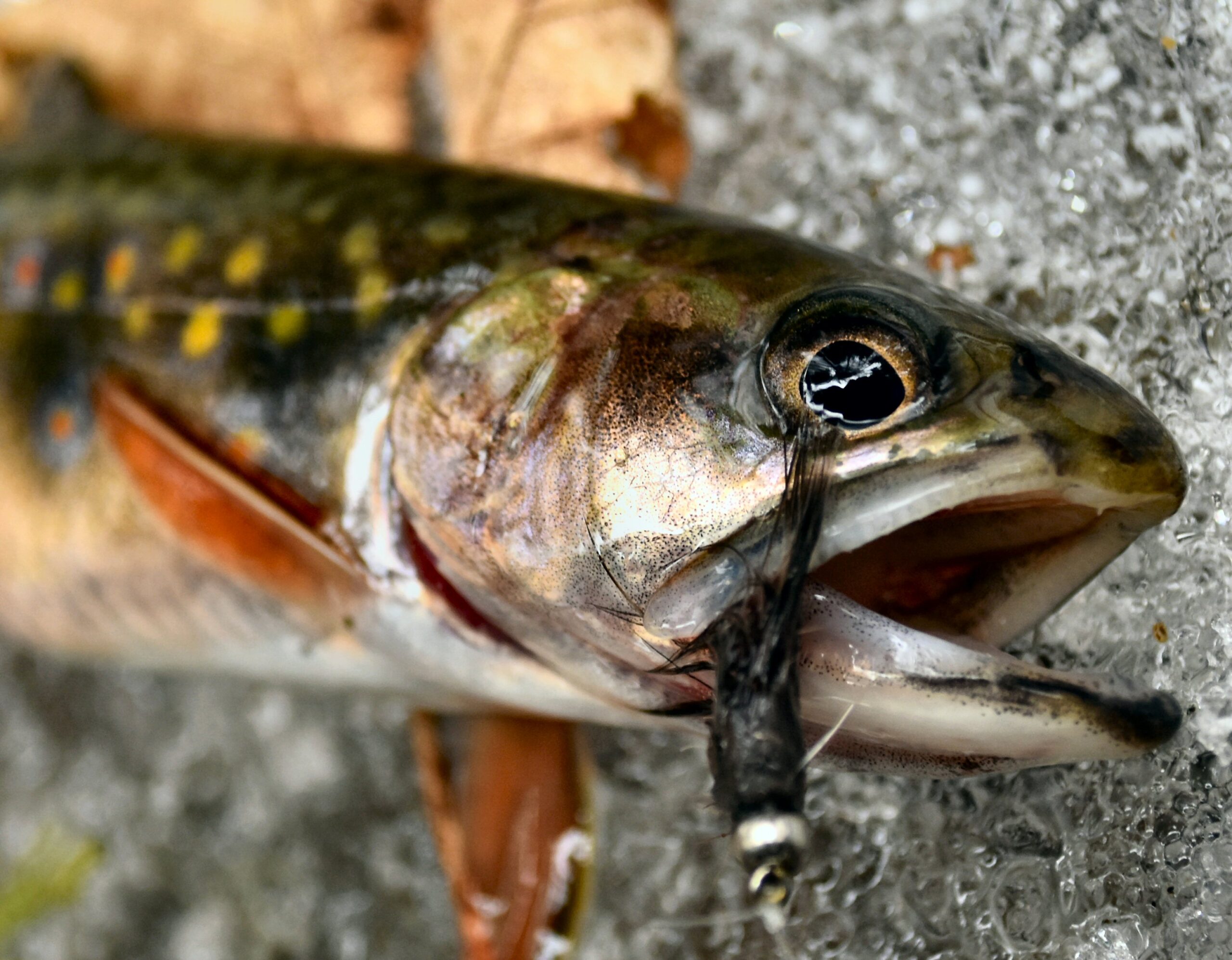 Ausable Ugly - #8 - Image 4