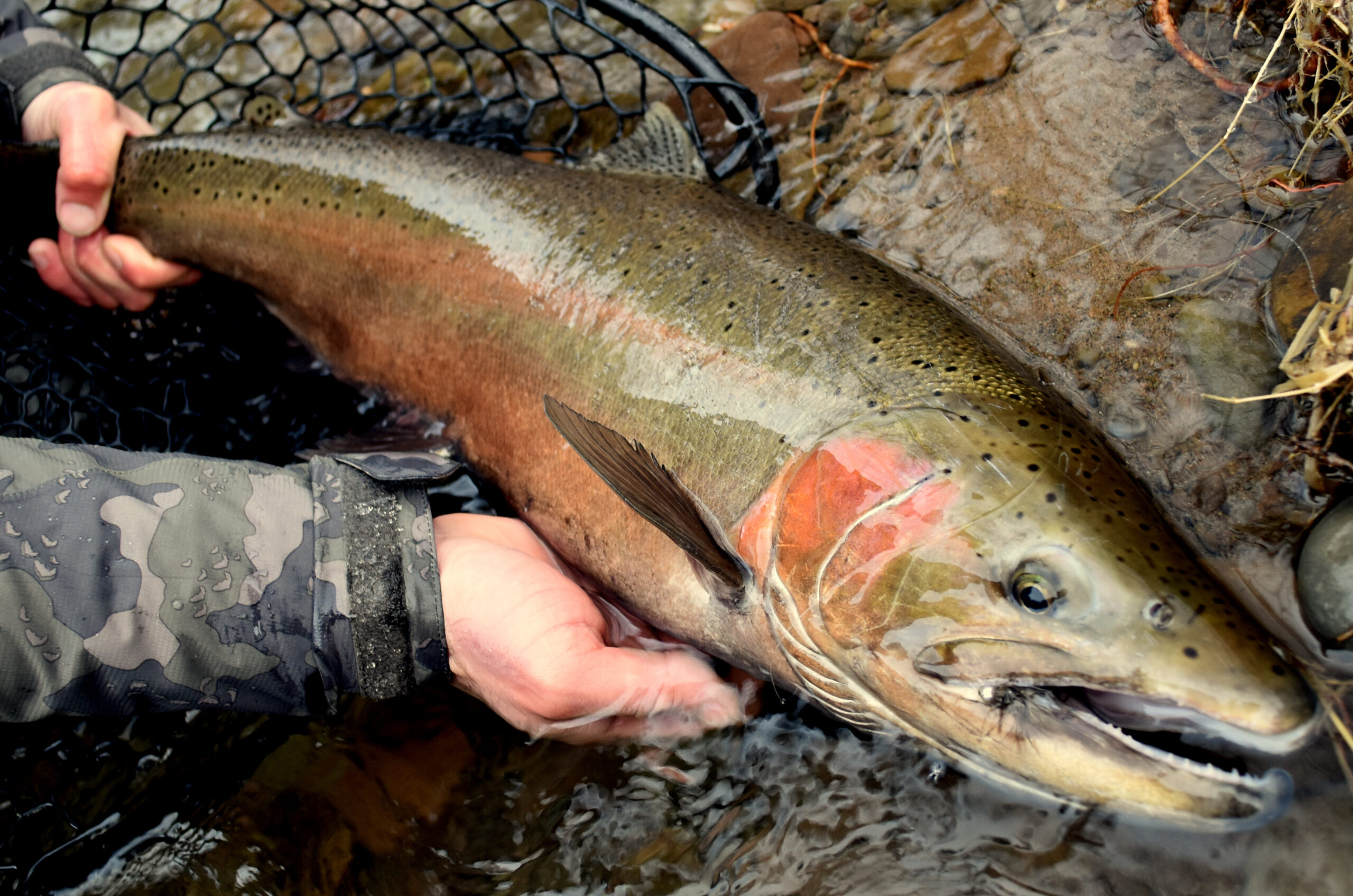 Ausable Ugly - #8 - Image 3